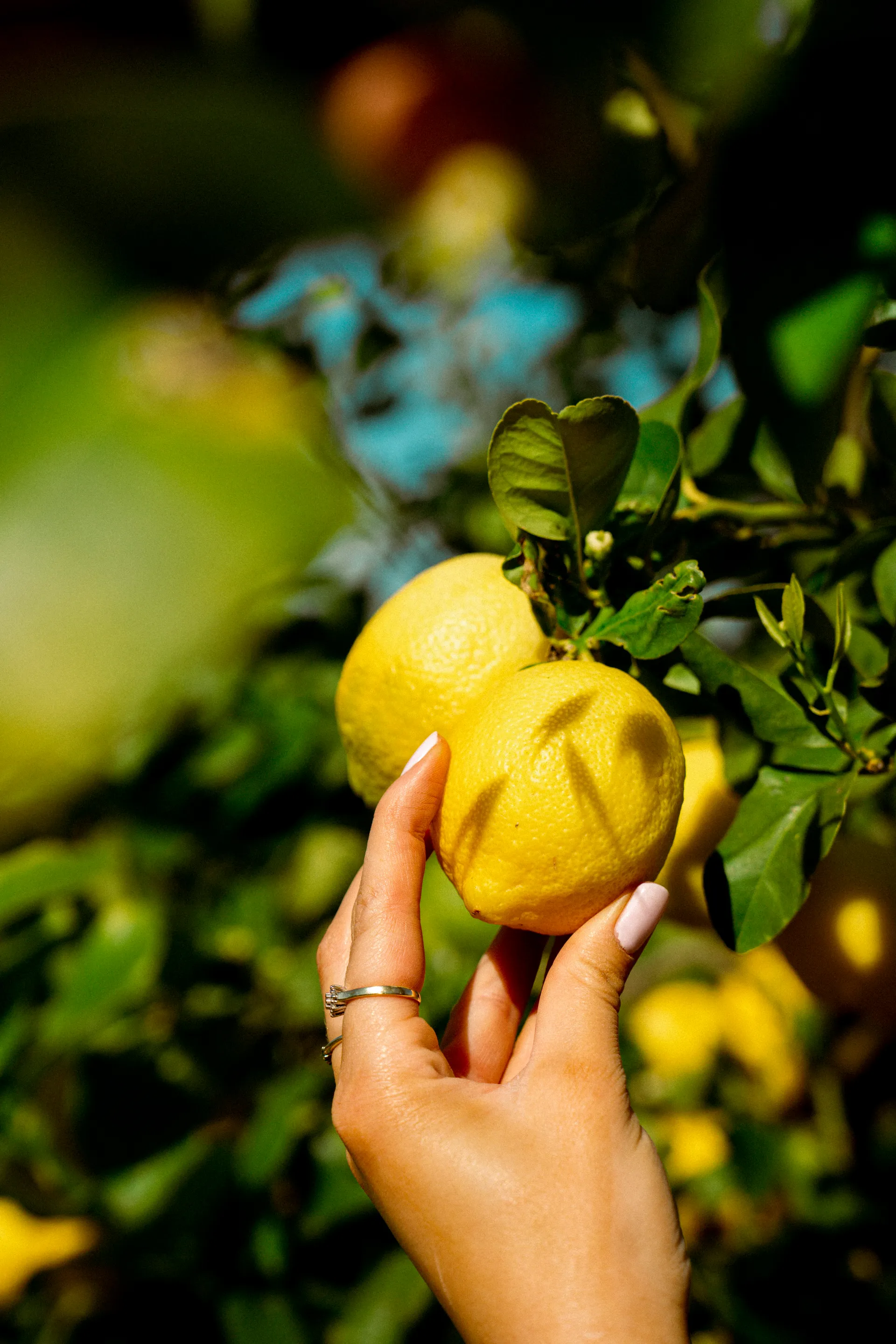 Il Limone - Italian delicatessen shop in Breda